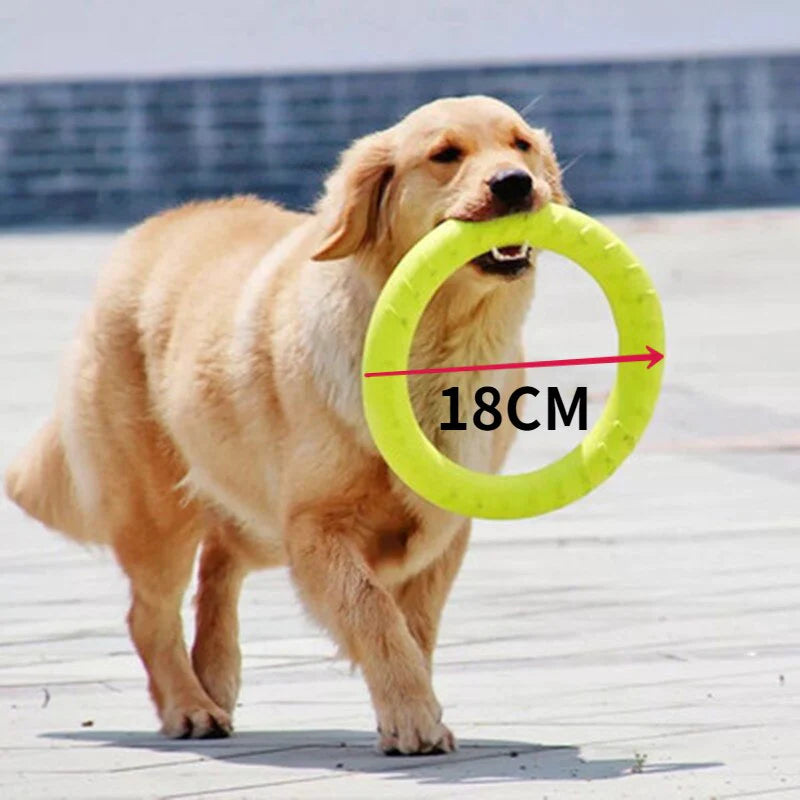 Dog Frisbee